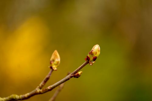 Free Close-up of a budding branch against a blurred background, symbolizing spring growth. Stock Photo