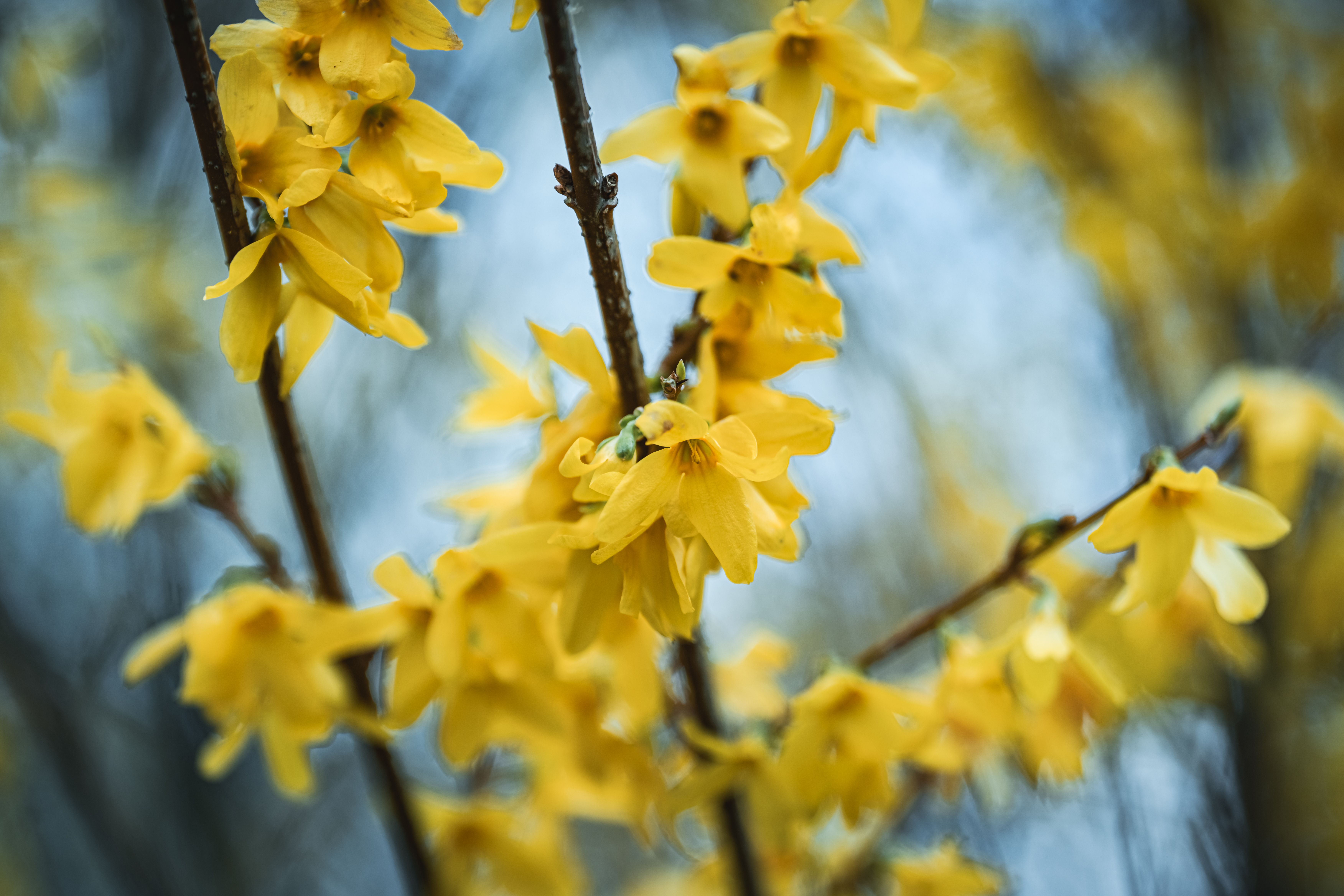 forsythia blooming as natural indicator for spring cleanup timing - spring cleanup