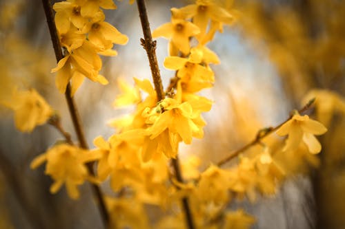 Flowers Close Up