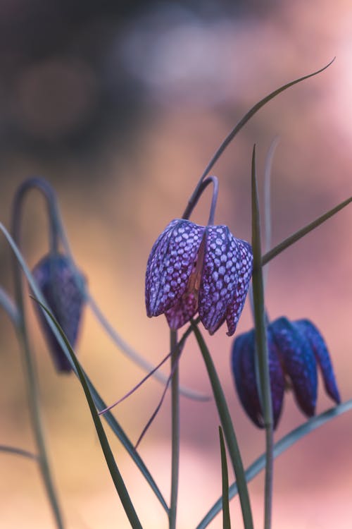 Foto d'estoc gratuïta de enfocament selectiu, flor, herba