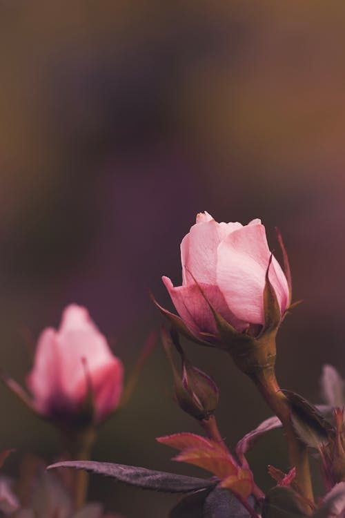 Foto d'estoc gratuïta de enfocament selectiu, flors, fons de pantalla per al mòbil