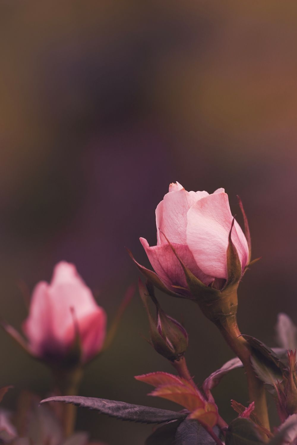 Pink Roses Natural Photography Pink Roses in Nature · Free Stock Photo