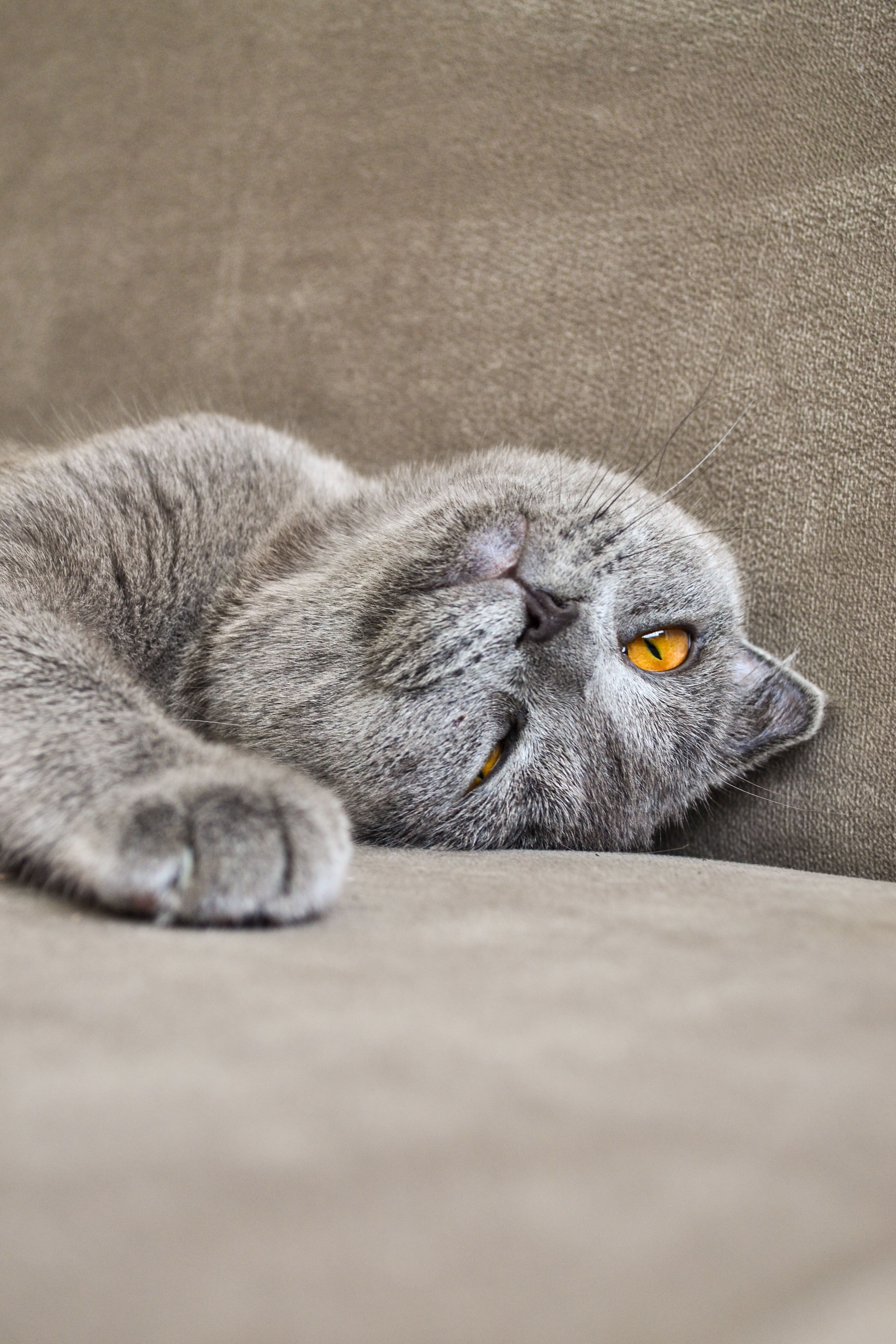 Close-up of a calm Russian Blue cat lounging indoors with striking yellow eyes.