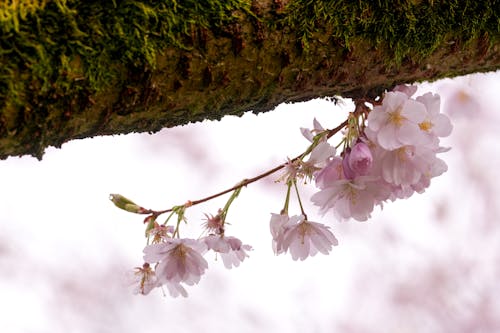 Foto d'estoc gratuïta de arbre, branca, enfocament selectiu