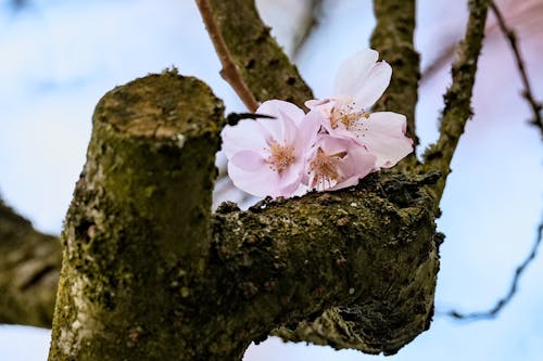 Foto d'estoc gratuïta de arbre, branca, enfocament selectiu