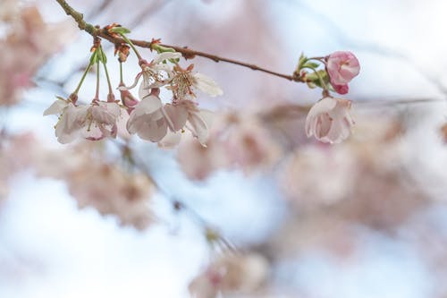 Cherry Blossoms in Spring