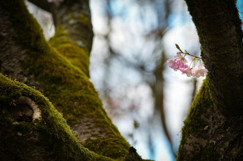 Foto d'estoc gratuïta de arbre, branca, enfocament selectiu