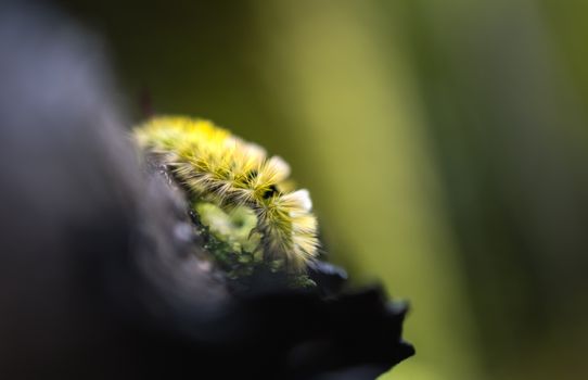 "The Golden Spikes of the Forest"