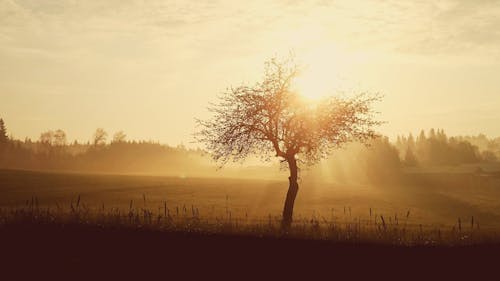 Free Silhouette of Tree during Sunset Stock Photo