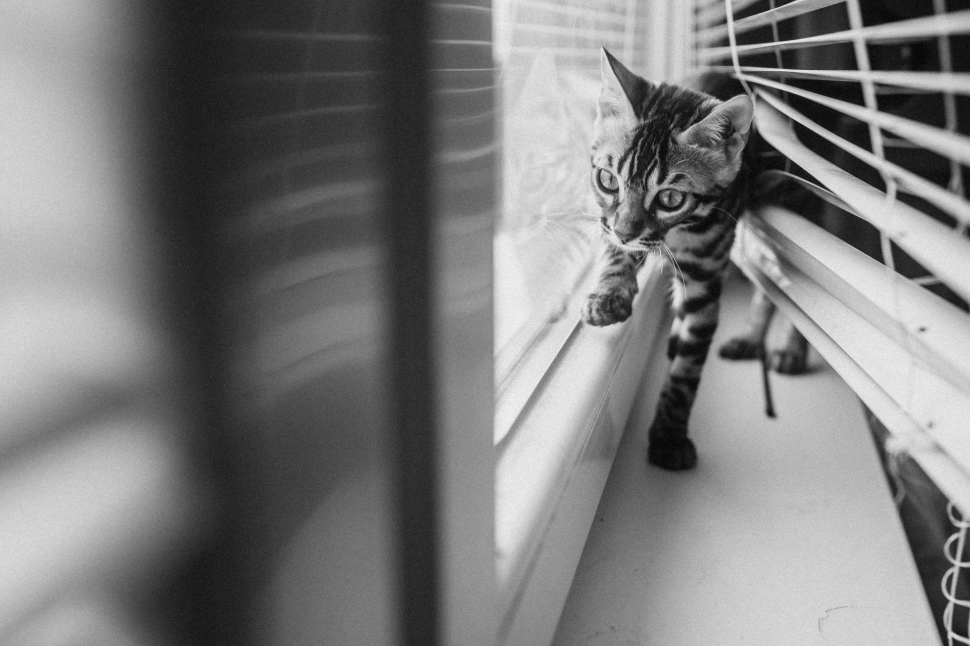 A Bengal cat curiously exploring a windowsill, viewed through window blinds in black and white.