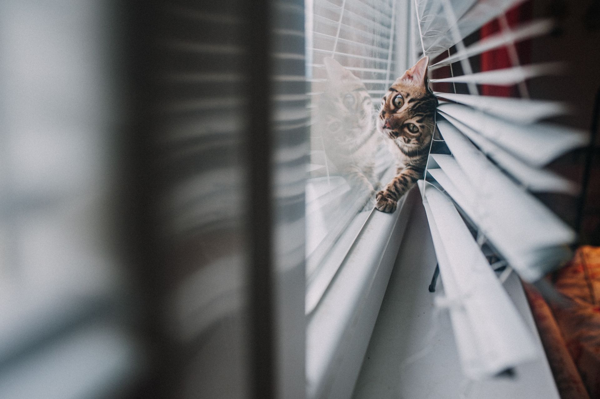 A curious Bengal cat looking through window blinds indoors, creating reflection on glass.