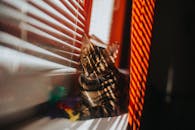 A Bengal Kitten on a Windowsill