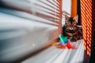 A Bengal Cat Lying on a Windowsill