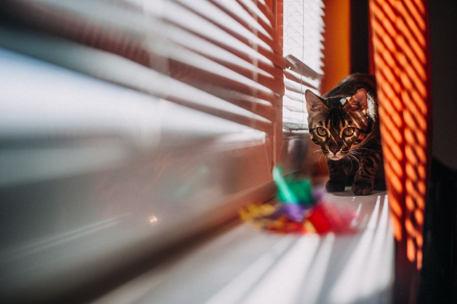 Best Window Cat Toys: Suction Cup Enrichment for Bored Indoo
