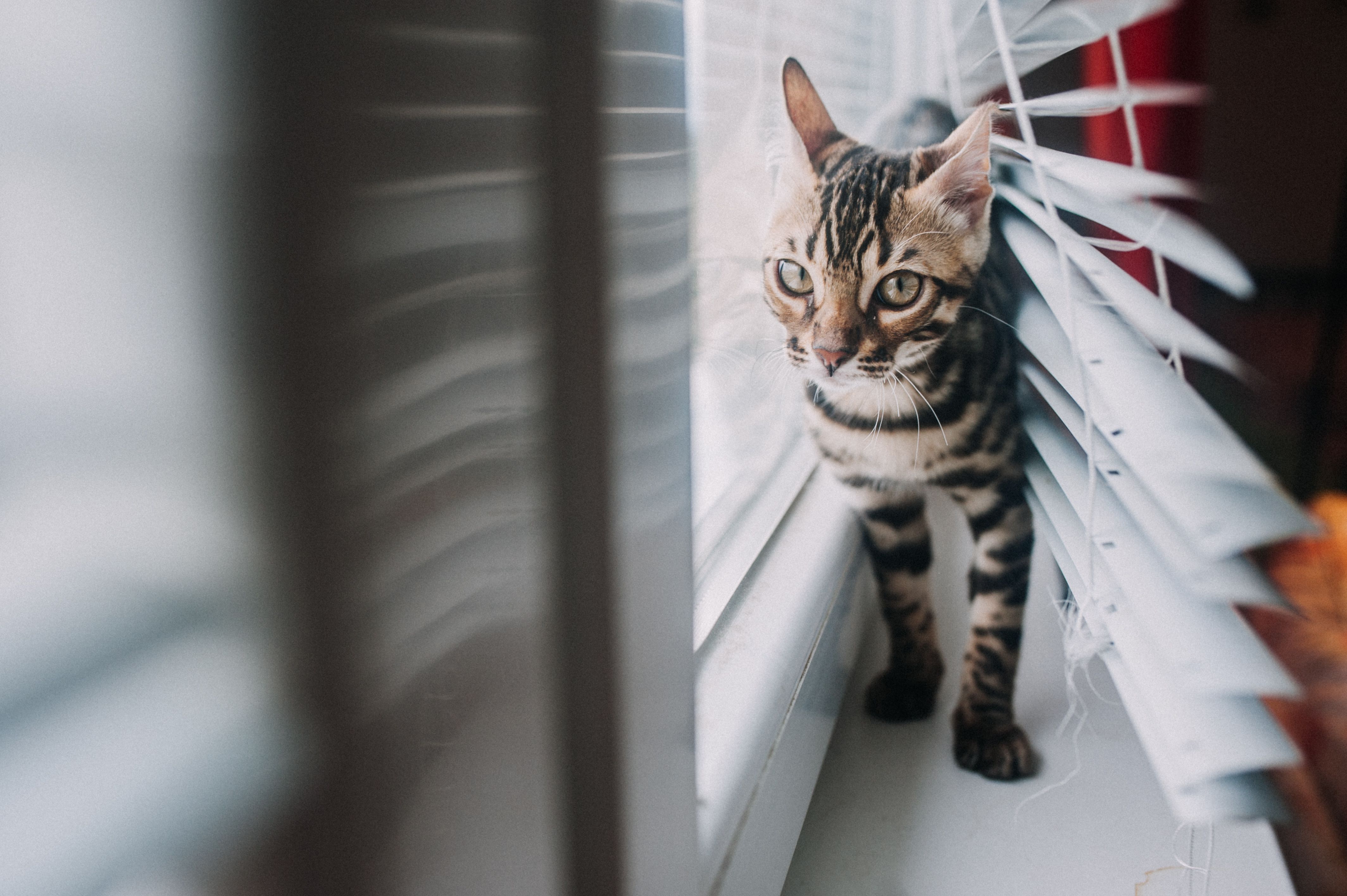 pet technology, pet technology companies, pet technology jobs, pet technology store, pet technology brain, pet technology mar