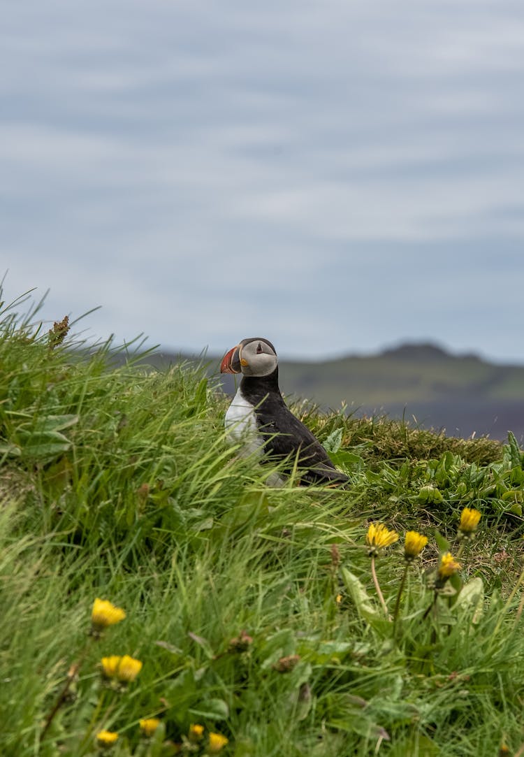 Atlantic Puffin On Grass