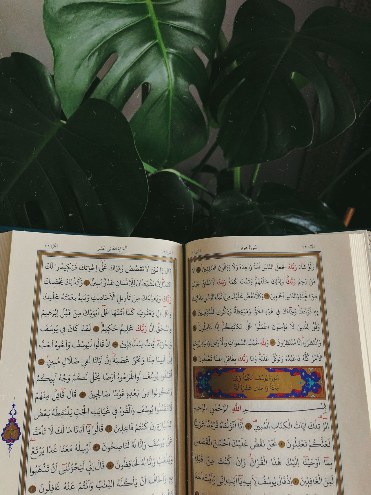 Arabic text of the Quran open on a table with green plant background