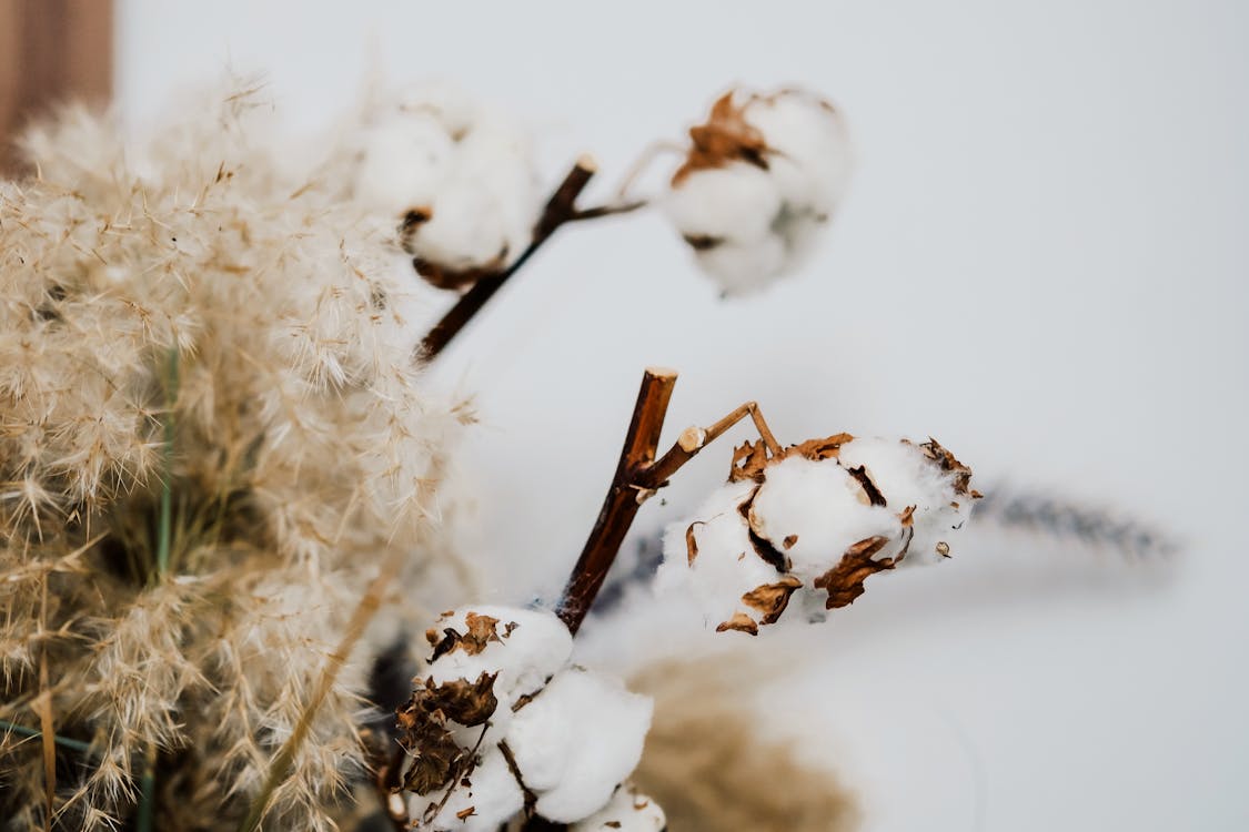 Gratis lagerfoto af blød, blomster, bomuld