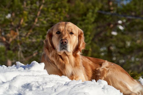 Golden Retriever Lying Down in Snow