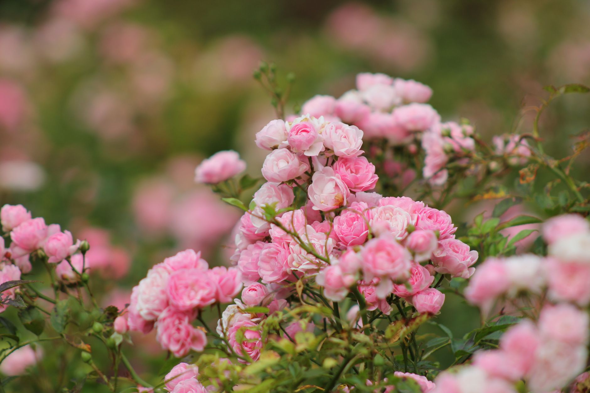 Fresh pink roses in a lush garden captured in Toronto, Canada.