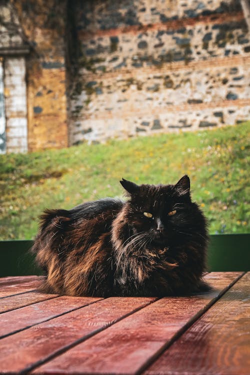 Foto d'estoc gratuïta de animal, establint, fons de pantalla per al mòbil