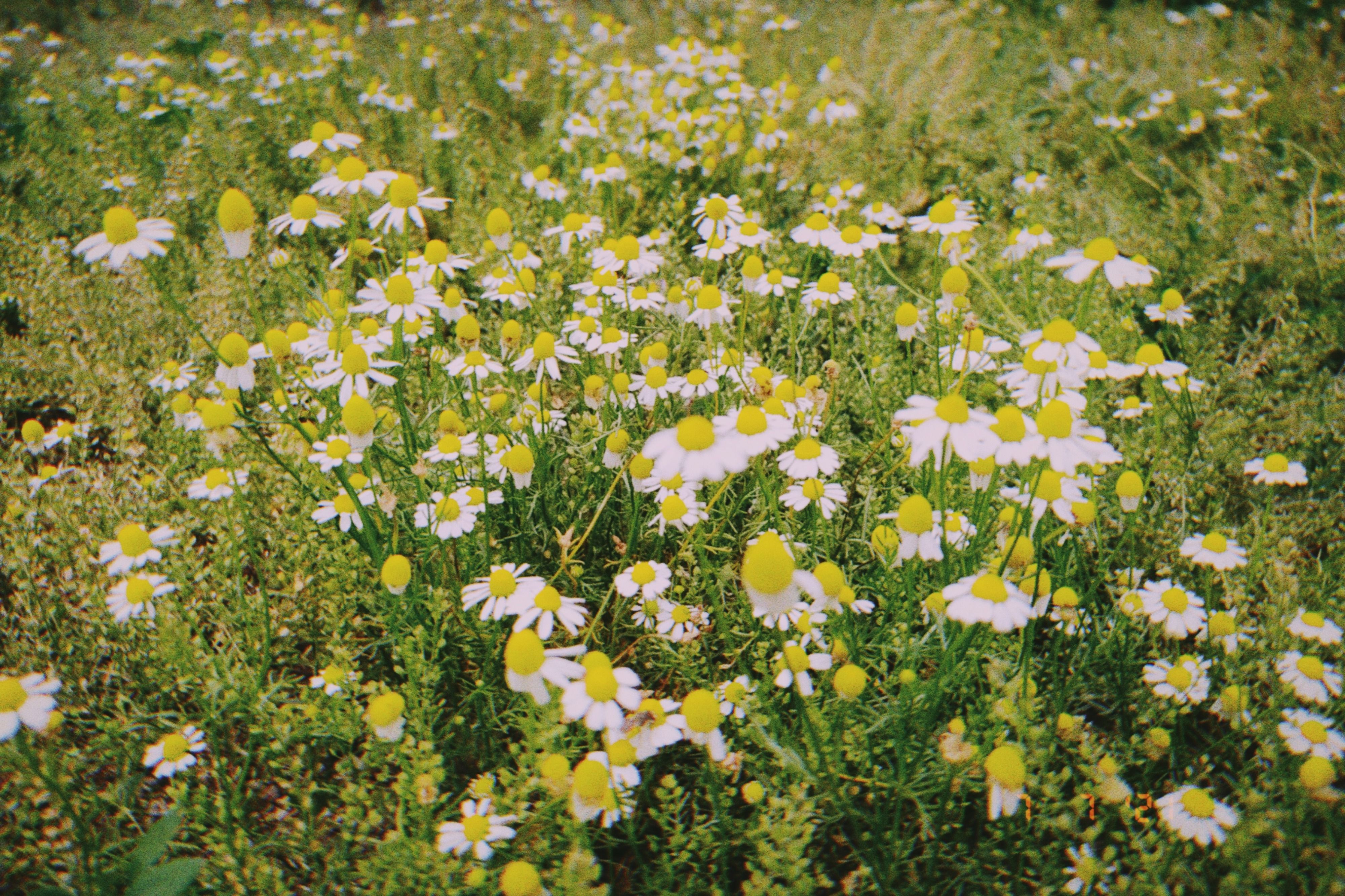 Vibrant chamomile flowers blooming in a lush green meadow during summer, showcasing nature's beauty.