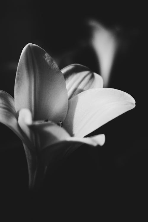 검은색 배경, 꽃, 꽃잎의 무료 스톡 사진