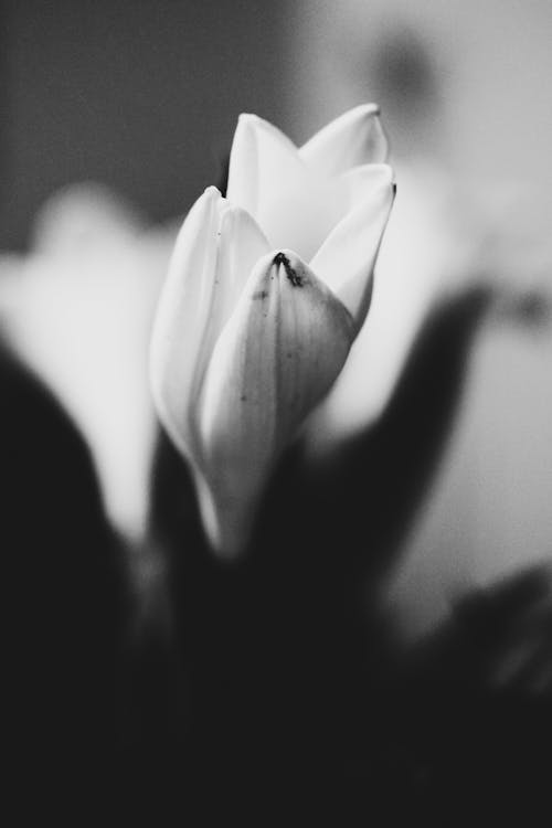 Tulip in Black and White