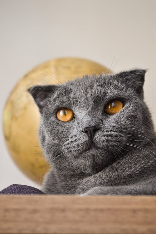 Close-up of a A British Shorthair Cat