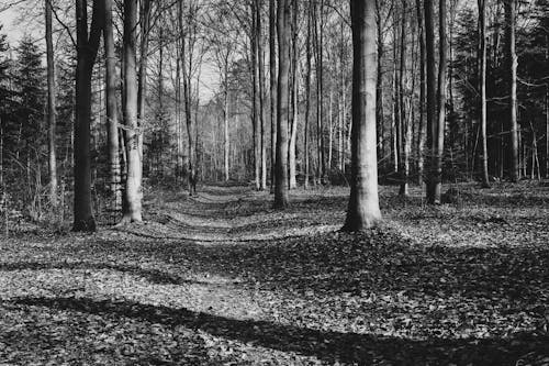 Imagine de stoc gratuită din alb-negru, arbori, cădere