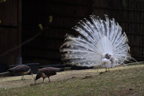 Бесплатное стоковое фото с белые павлиньи перья, белые перья, белый