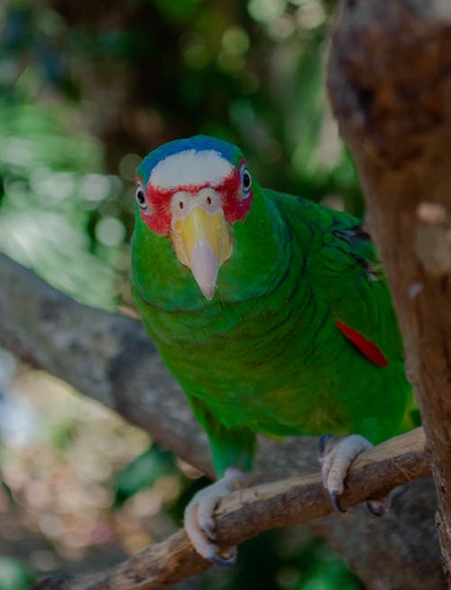 Parrot on Tree