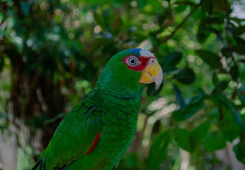 Side View of White-fronted Amazon Parrot