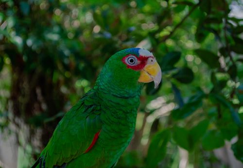 Free Close-up of a White-Fronted Amazon parrot perched amidst lush greenery, showcasing its vibrant plumage. Stock Photo