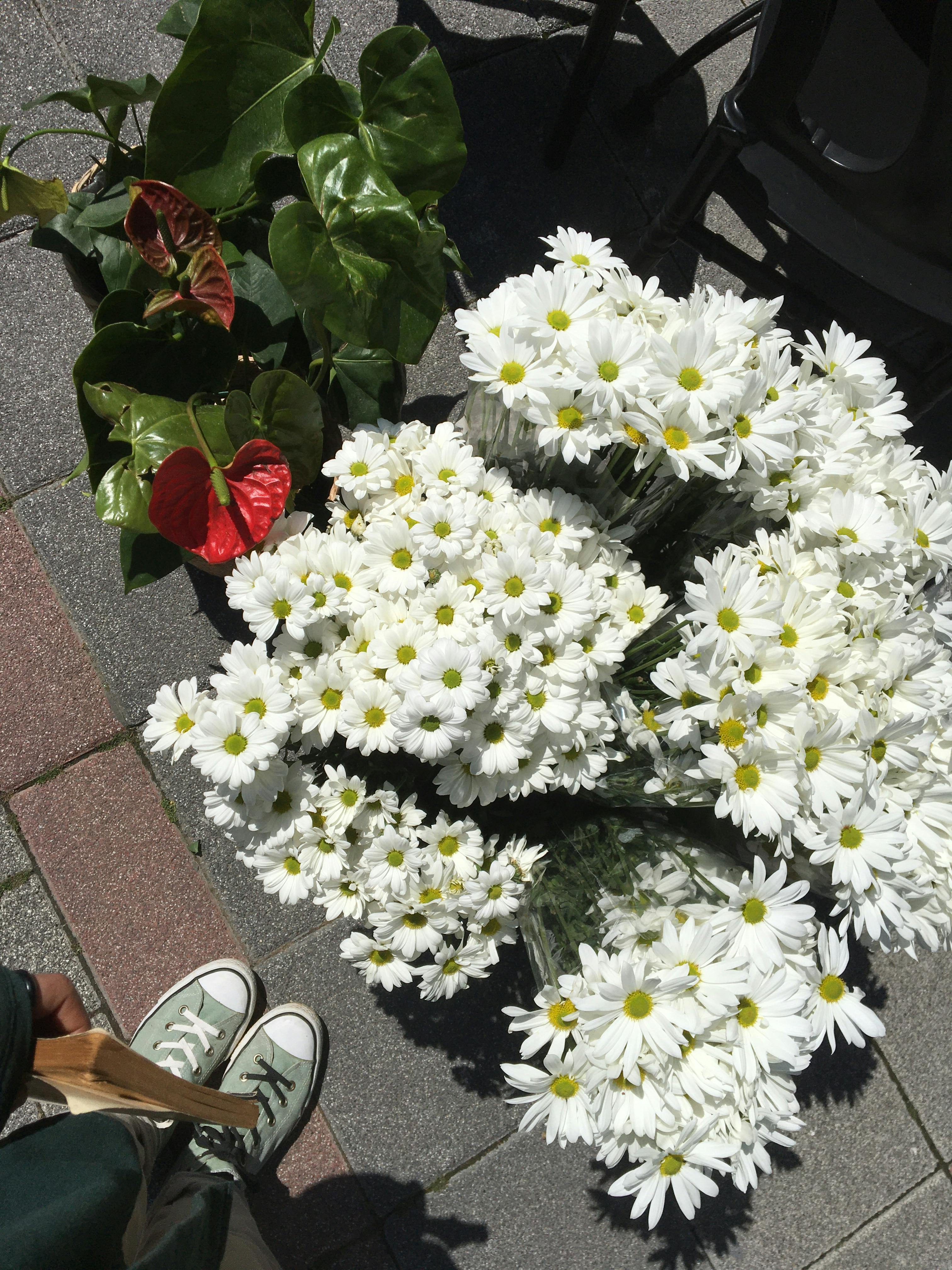 Daisies between the pavement - Wallpaper