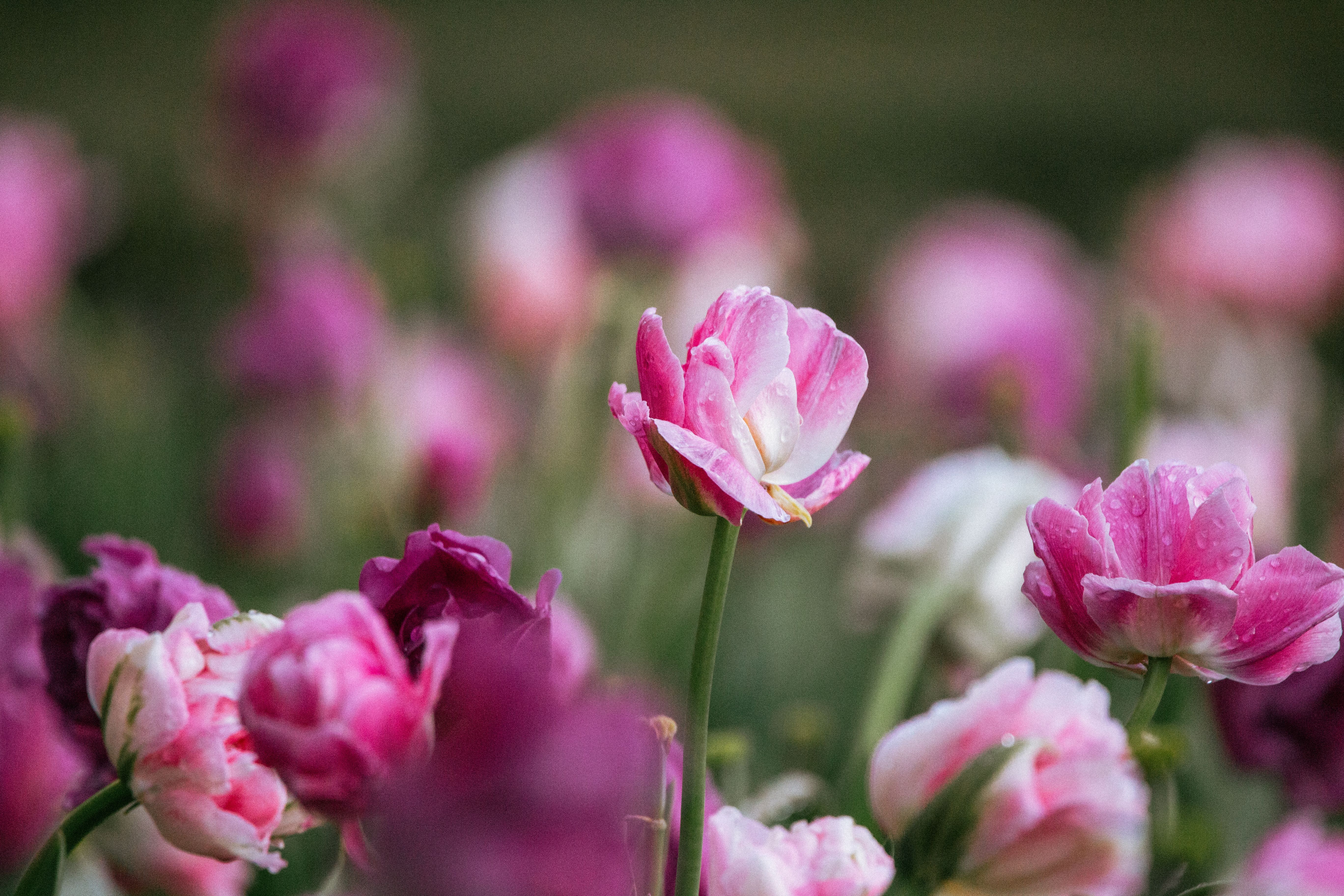 Close up of Pink Tulips · Free Stock Photo