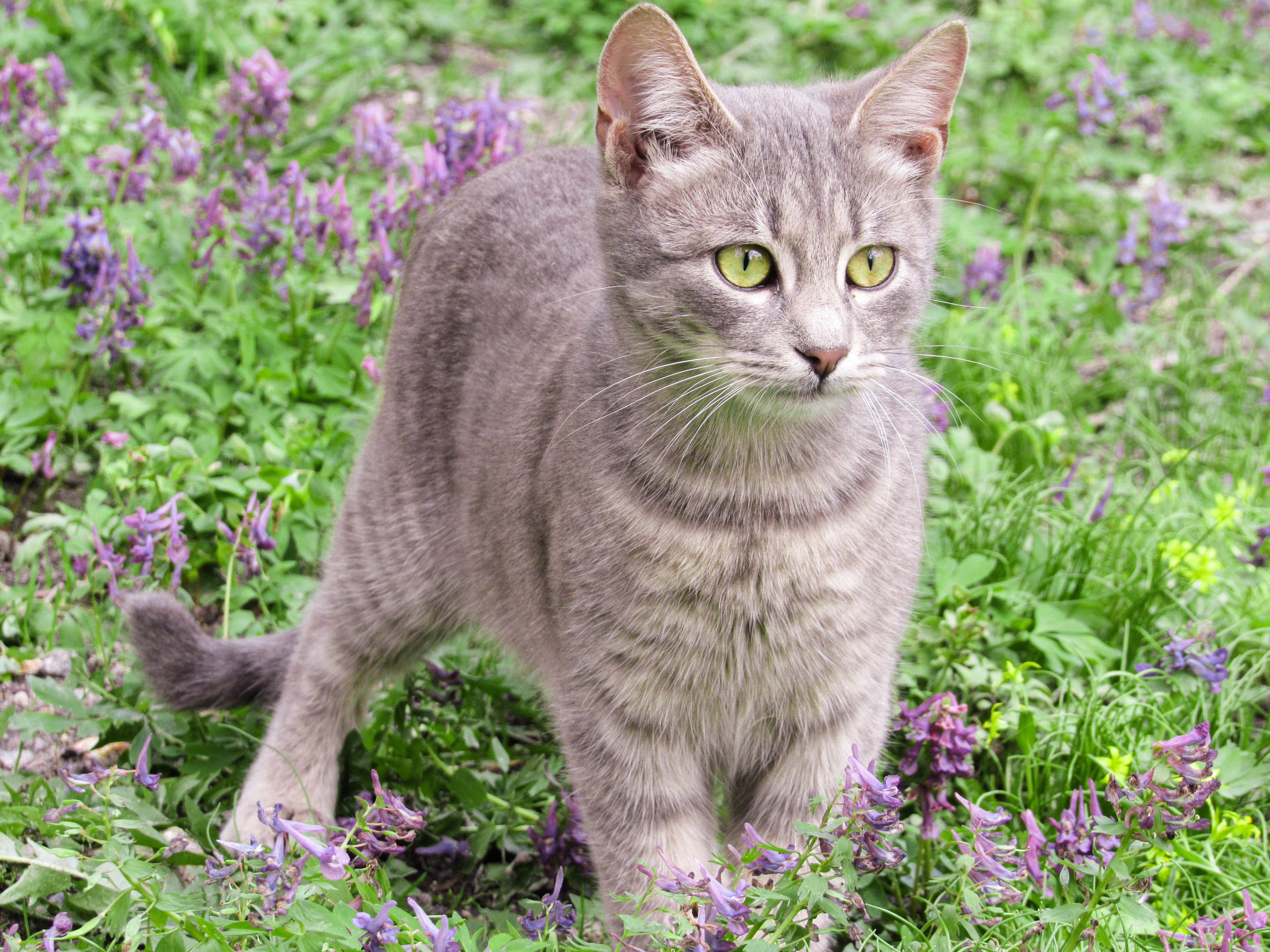 Spring Season Pet Safety Tips - WGN — Photo by Karyna Panchenko on Pexels