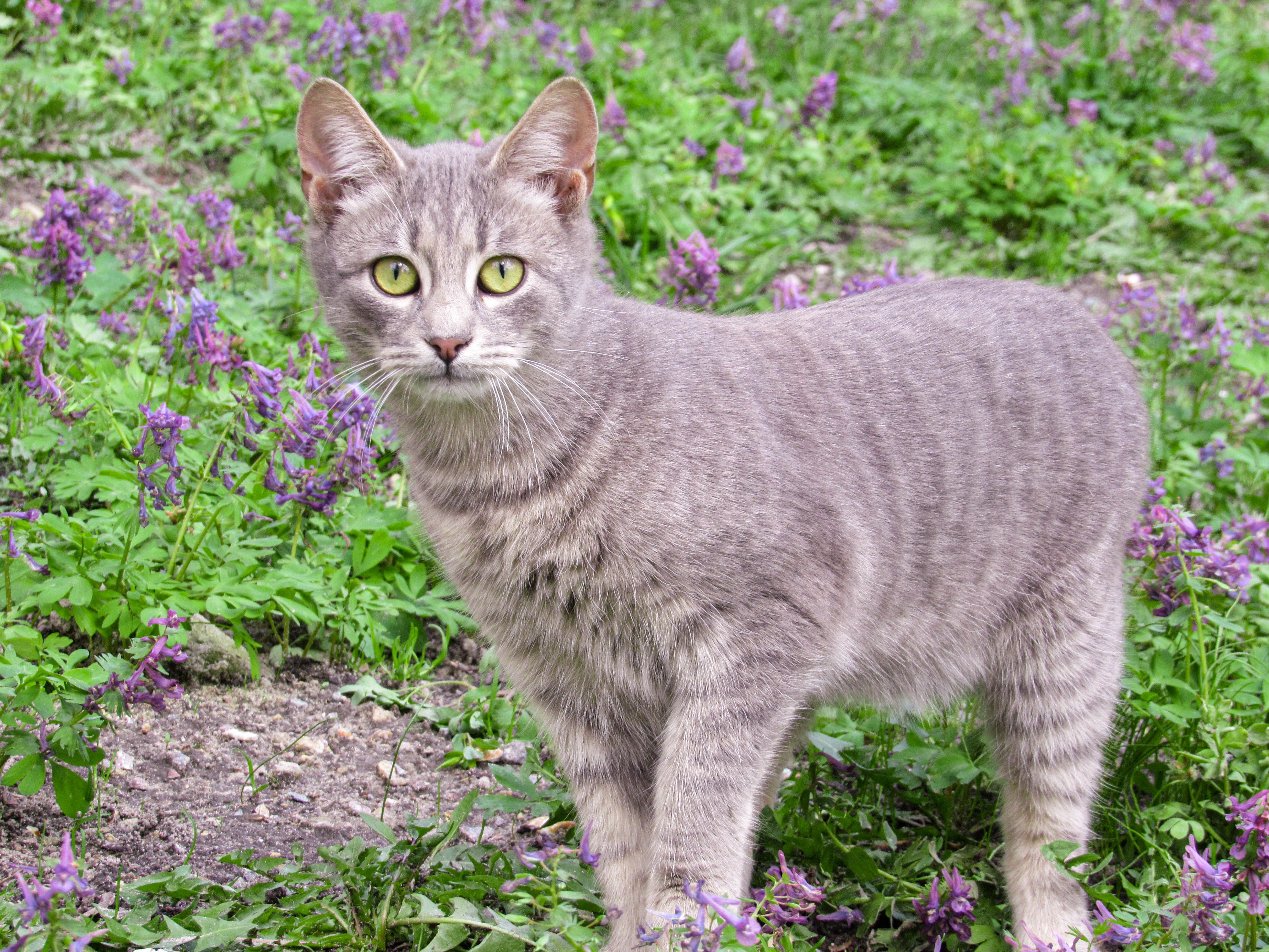 Pet safety this spring: tips and tricks with the ARL — Photo by Karyna Panchenko on Pexels