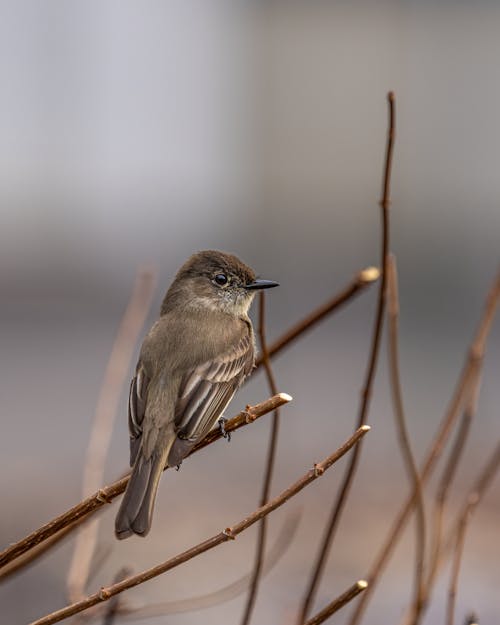 Základová fotografie zdarma na téma divočina, hnízdění, ornitologie