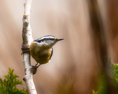 Wood Nuthatch Perching on Branch