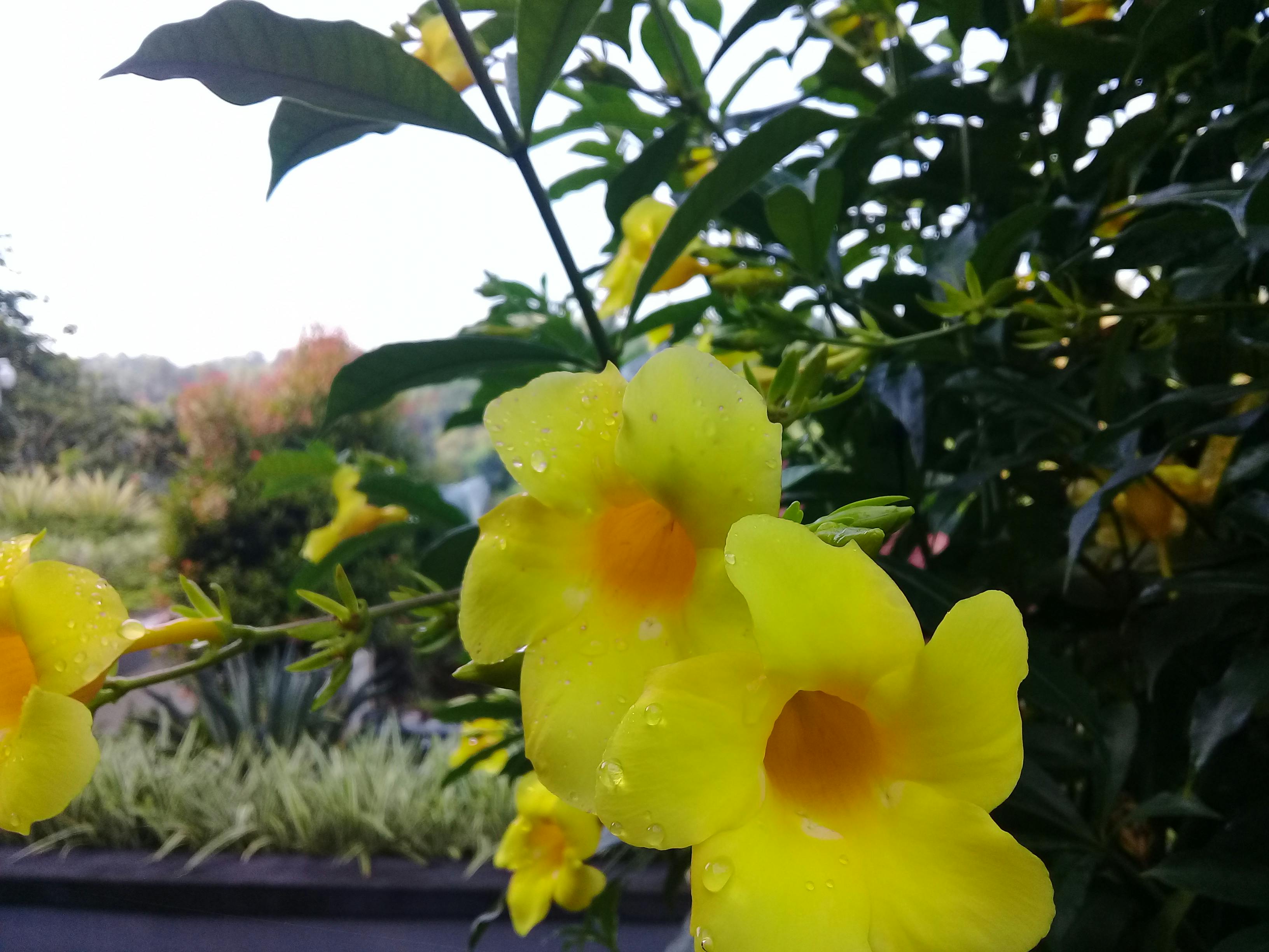 Free stock photo of #flower #flowers #yellow #cool #dingin #sejuk #nus