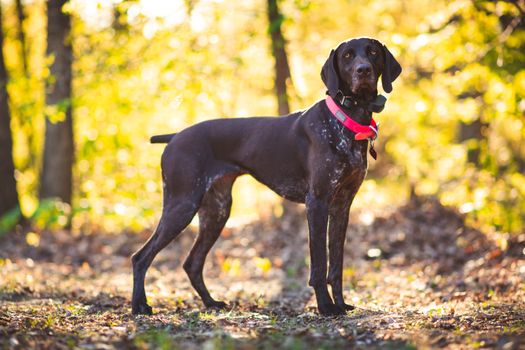 Free stock photo of animal, canine, cute