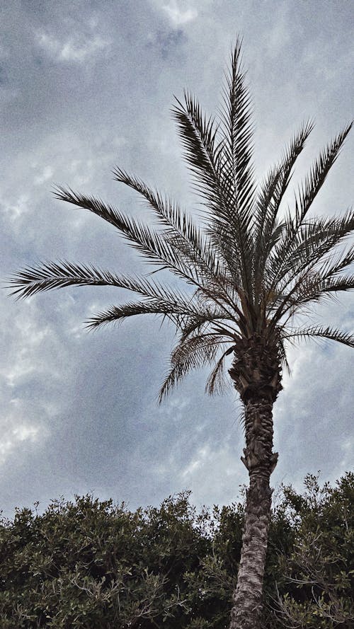 Free stock photo of beautiful sky, cloud, palm