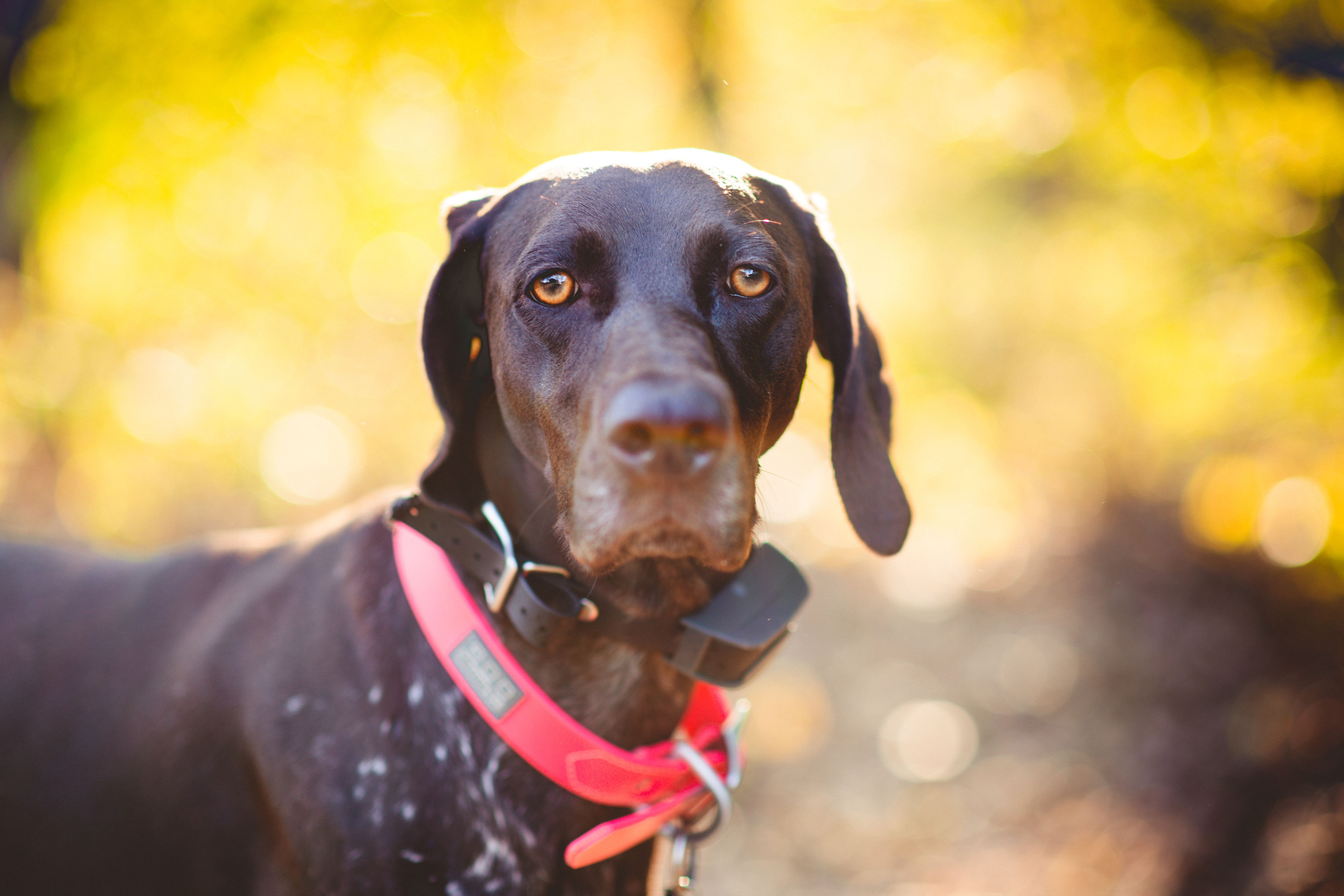 Close-up portrait of a German Shorthaired Pointer wearing a collar with a warm, blurred background.