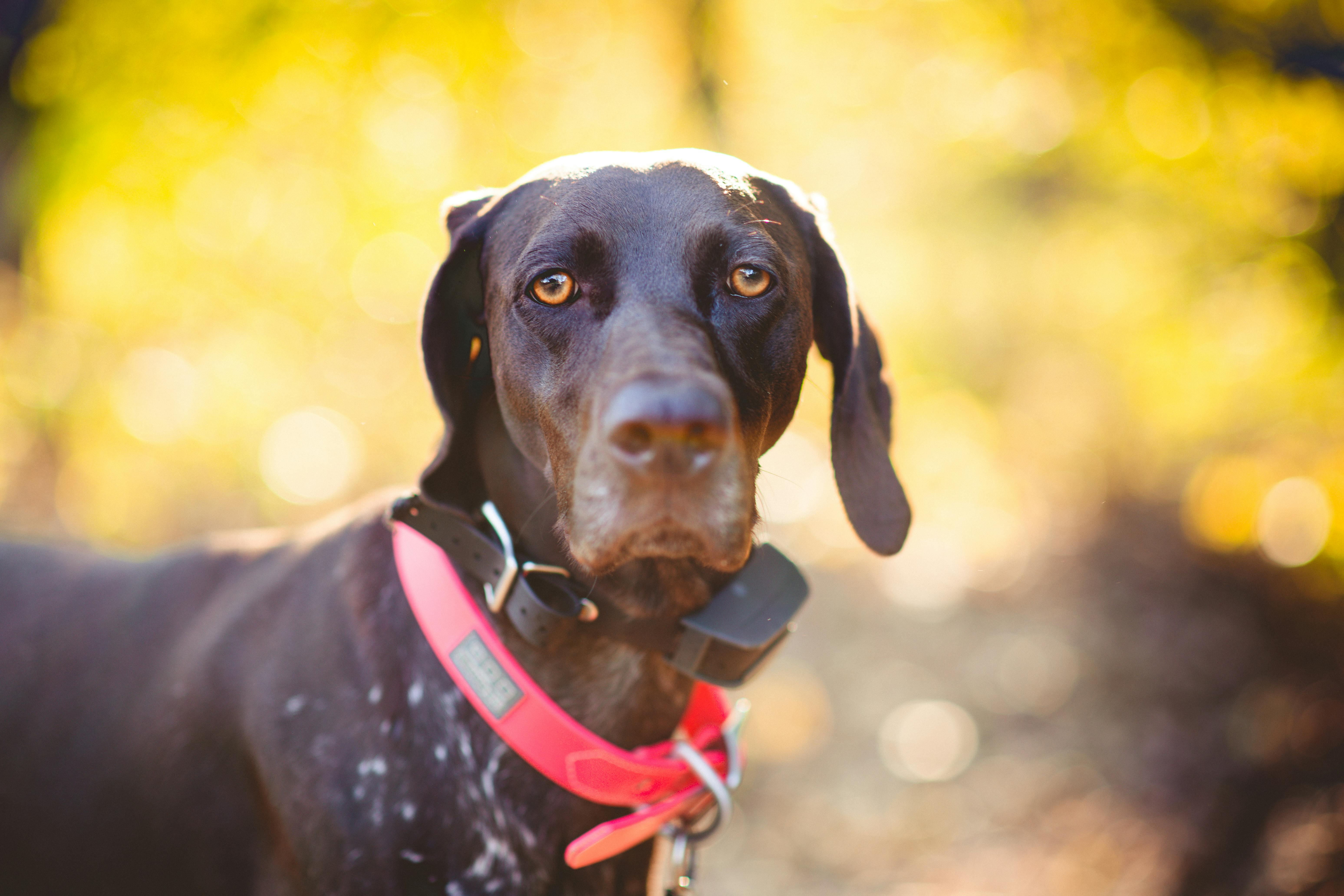 Back view of dog head free stock photo