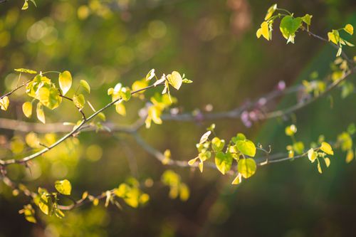 Free Close-up of fresh green leaves on branches capturing the essence of spring. Stock Photo