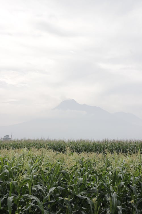 คลังภาพถ่ายฟรี ของ การเกษตร, มืดครึ้ม, ยิงแนวตั้ง