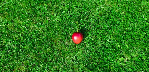 Základová fotografie zdarma na téma červené ovoce, ovoce, zelená tráva