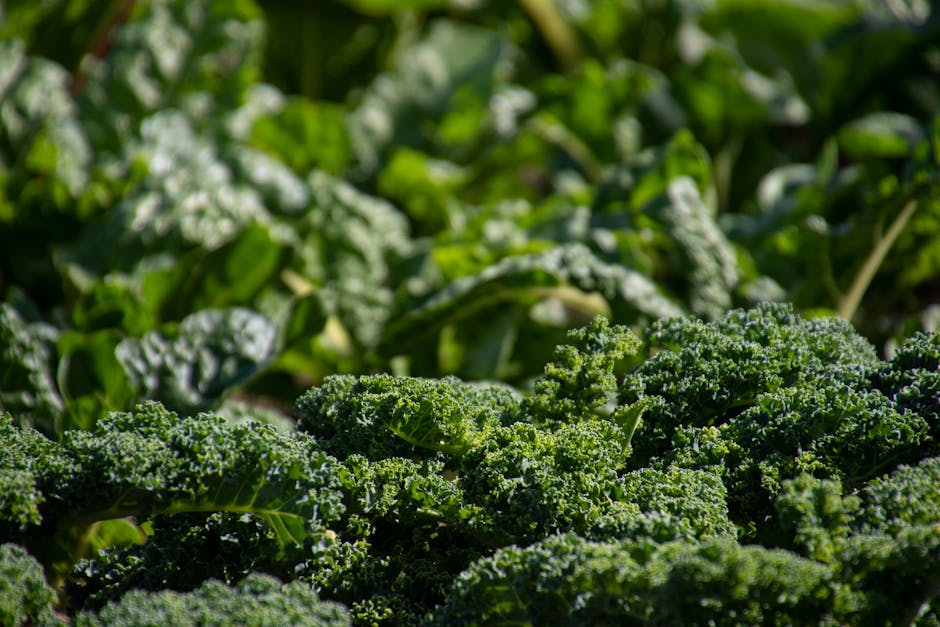 Taste Test: Broccoli Rabe vs Broccolini - Which is Healthier and Tastier?