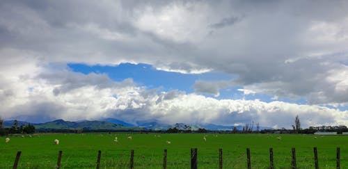 ニュージーランド, のどか, 平らな土地の無料の写真素材